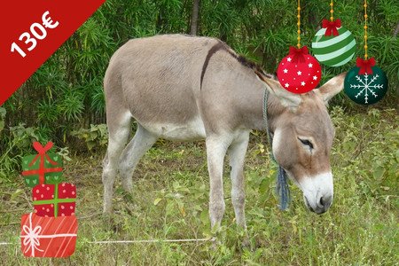 Esel verschenken - Spendengeschenk - Weihnachten