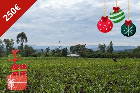 Gemüsefeld spenden - Spendengeschenke Afrika