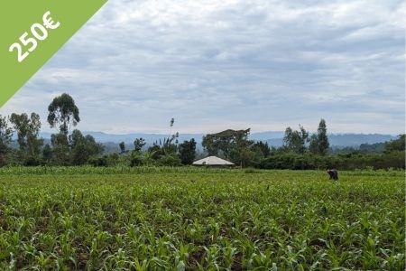 Spendengeschenk Gemüsefeld