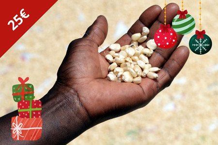 Gemüsesamen - Weihnachten