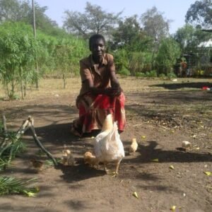 Hühner als Spendengeschenk