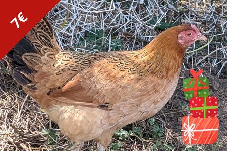 Huhn - Weihnachten - Spendengeschenk Afrika