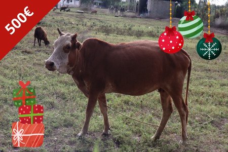 Kuh - Weihnachten - Spendengeschenk