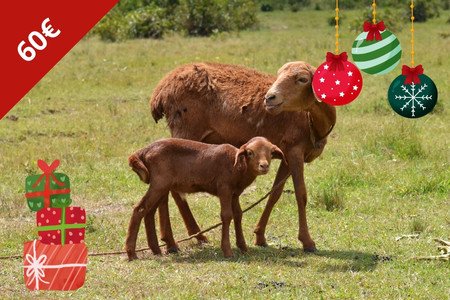 Schaf - Spendengeschenk - Weihnachten