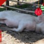 Schwein - Weihnachten - Spendengeschenk