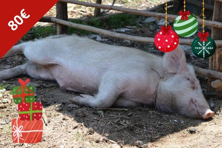 Schwein - Weihnachten - Spendengeschenk