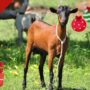 Ziege - Weihnachten - Spendengeschenk