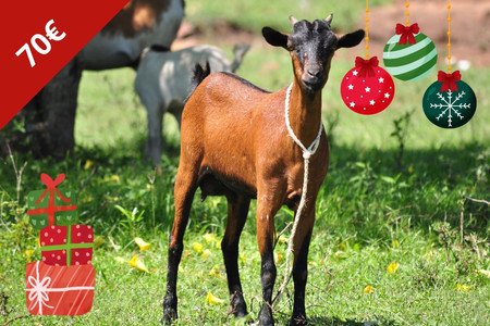 Ziege - Weihnachten - Spendengeschenk